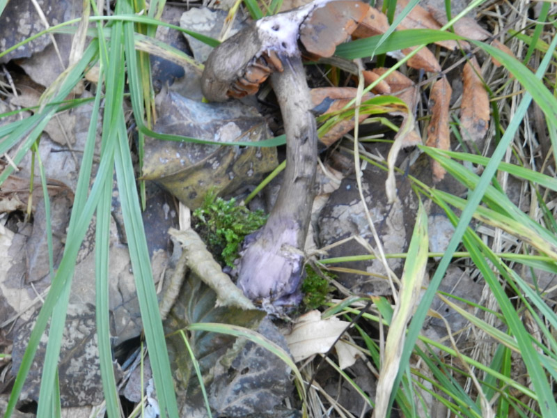 ritrovamento di fine settembre